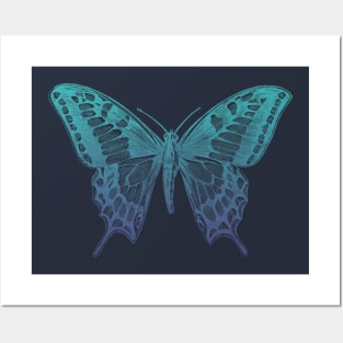 Blue butterfly Posters and Art
